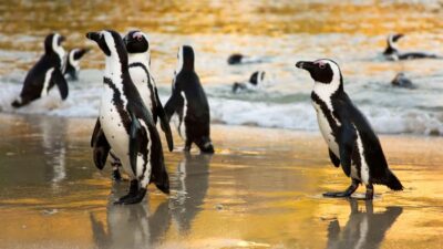 Cape of Good Hope & Boulders Beach Group Tour