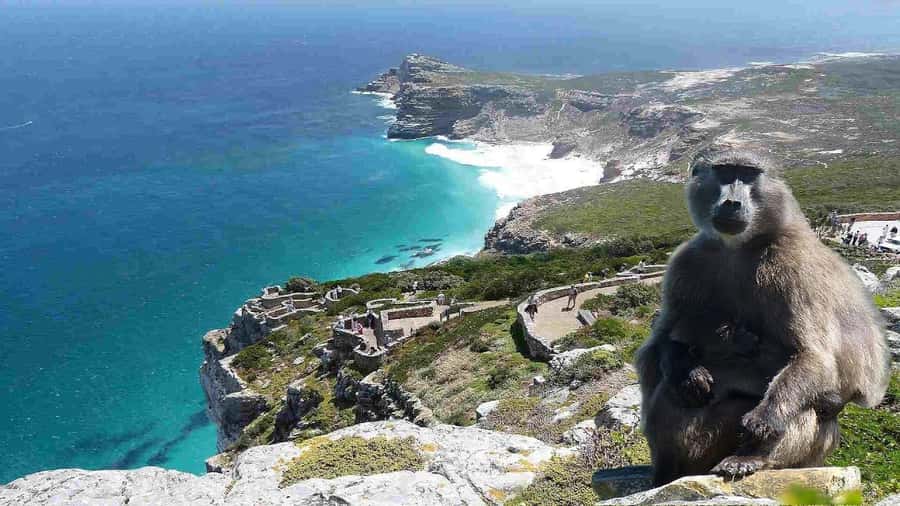 Cape Town: Cape of Good Hope & Cape Point Prebooked Ticket - Taking the Flying Dutchman Funicular