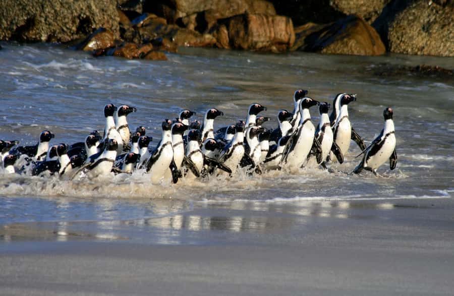 Cape Town: Cape of Good Hope & Penguin Colony Entry Ticket - Why pairing Boulders Beach with Cape Point works