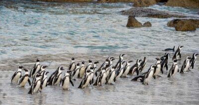 Cape of Good Hope & Penguin Colony Entry Ticket