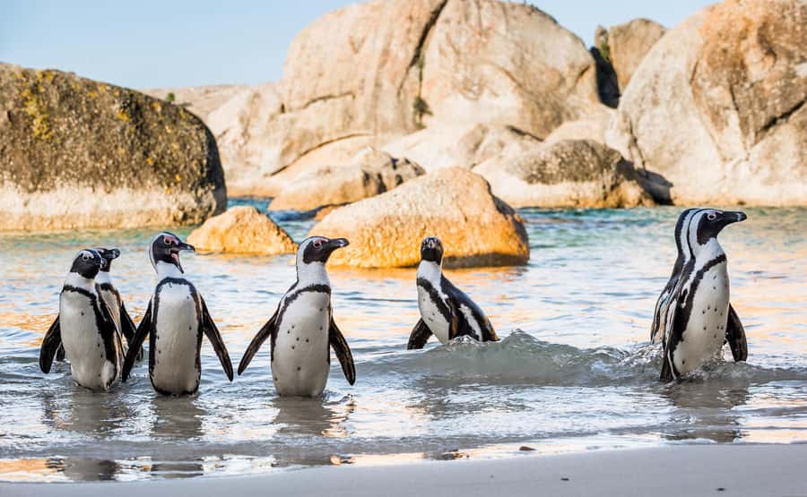 Cape Town: Cape of Good Hope & Penguins Day Tour with Pickup - Simon’s Town is more than a lunch break