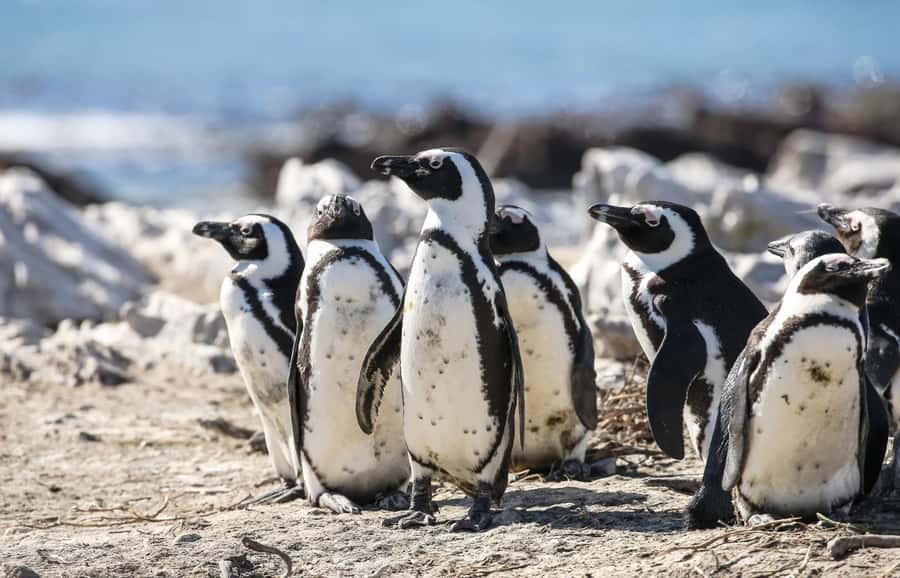 Cape Town: Cape of Good Hope & Penguins Full-Day Guided Tour - Simon’s Town is the sensible lunch stop
