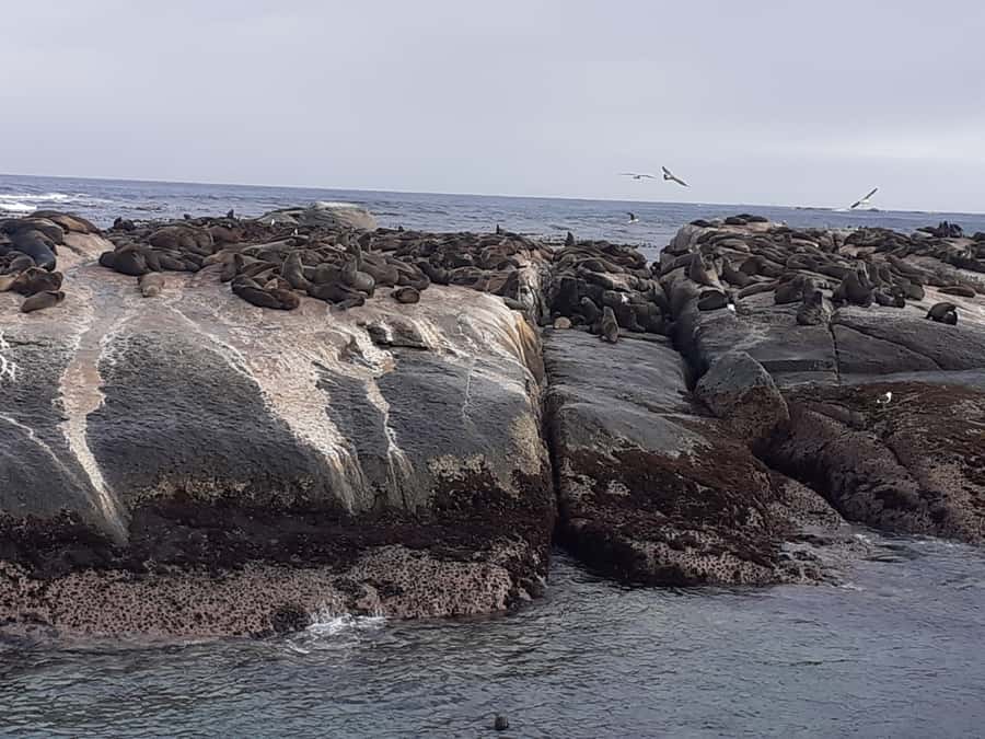 Cape Town: Cape of Good Hope, Seals and Penguins Day Tour - Boulders Beach and the African penguins
