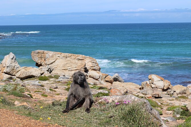 Cape Town: Cape of Good Hope, Table Mountain & Wine Tasting Tour - Cape Point gives you two hours to explore