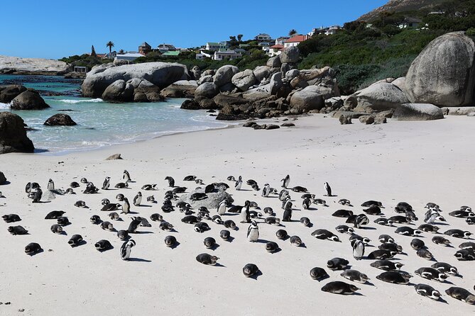 Cape Town: Cape of Good Hope, Table Mountain & Wine Tasting Tour - Chapmans Peak Drive is short but spectacular