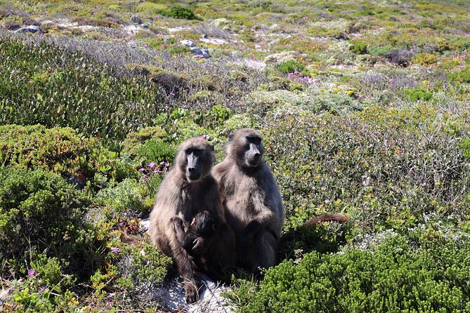 Cape Town: Cape of Good Hope, Table Mountain & Wine Tasting Tour - Maidens Cove shows off Camps Bay