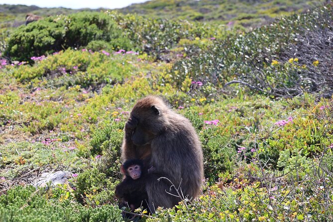 Cape Town: Cape of Good Hope Tour, Penguin Beach & Table Mountain - Cape of Good Hope delivers the classic Cape Peninsula moment