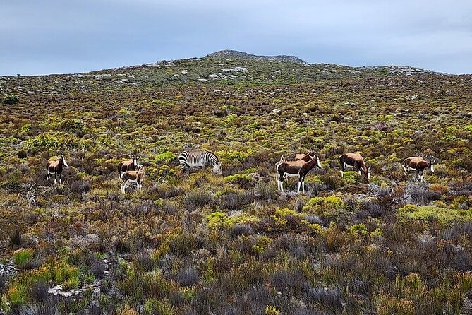 Cape Town: Cape of Good Hope Tour, Penguin Beach & Table Mountain - Boulders Beach brings you close to African penguins