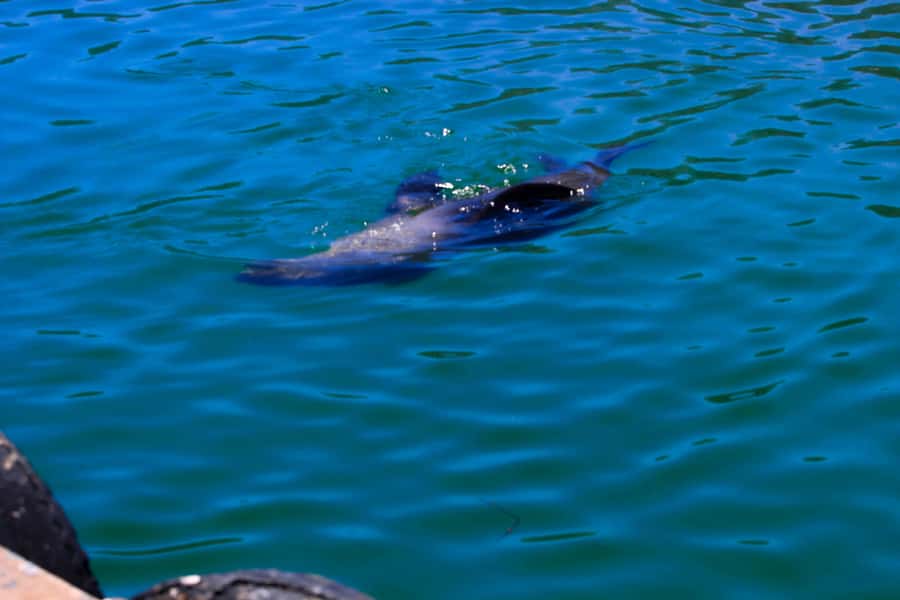Cape Town: Cape Peninsula & Boulders Beach Shared Tour - Cape Point offers the day’s big decision