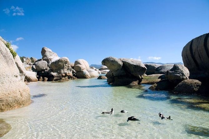 Cape Town: Cape Peninsula Half Day Private Tour - The guide can make or break a tight schedule