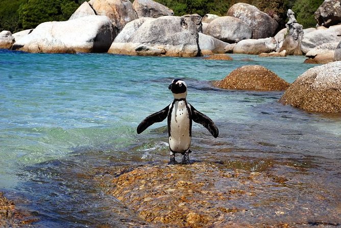 Cape Town: Cape Peninsula Half Day Private Tour - Chapman’s Peak Drive, the route’s visual highlight