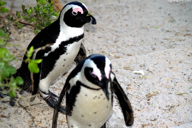 Cape Town: Cape Peninsula Private Tour Full Day - Key points at a glance