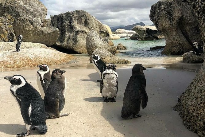 Cape Town: Cape Peninsula Private Tour Full Day - Kalk Bay makes room for a real lunch