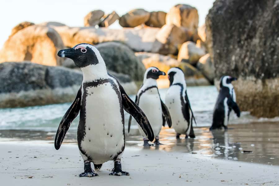 Cape Town: Cape Peninsula & Table Mountain Private Day Trip - Maidens Cove and Victoria Road show off the coast