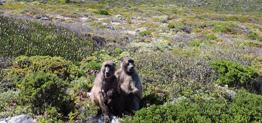 Cape Town: Cape Peninsula & Table Mountain Private Day Trip - Bo-Kaap gives the morning a quick local flavor