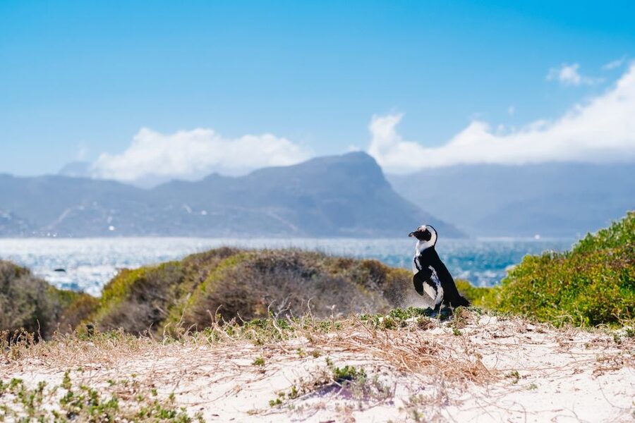 Cape Town: Cape Point and Penguin Colony Full Day Tour - Simon’s Town and the Boulders penguins