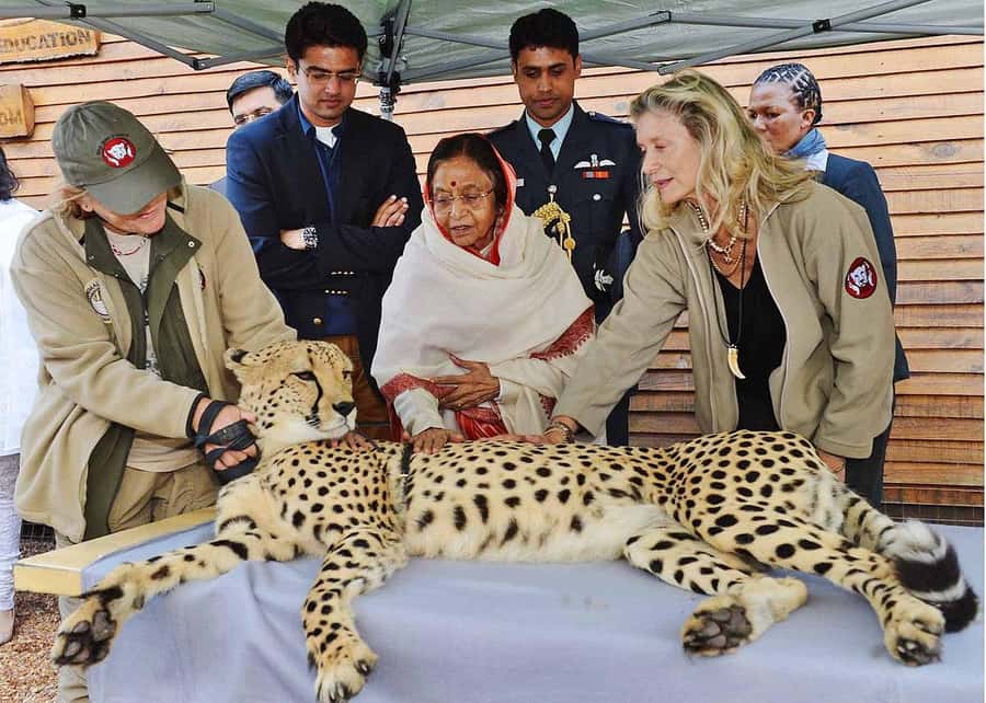 Cape Town: CHEETAH ENCOUNTER/WINE TESTING EXPERIENCE/LUNCH - Stellenbosch wine country and the Ernie Els stop