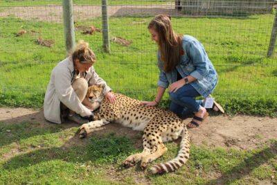 CHEETAH ENCOUNTER/WINE TESTING EXPERIENCE/LUNCH