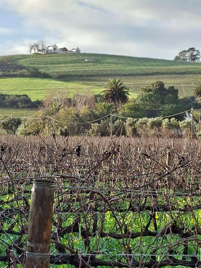Cape Town: CHEETAH ENCOUNTER/WINE TESTING EXPERIENCE/LUNCH - Choosing lunch at Delaire Graff, Tokara, or a lighter venue