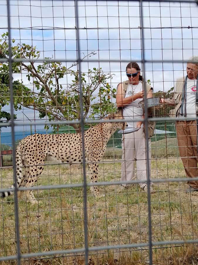Cape Town: CHEETAH ENCOUNTER/WINE TESTING EXPERIENCE/LUNCH - Is $112 good value for a private day?