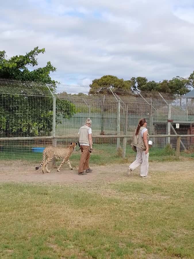 Cape Town: CHEETAH ENCOUNTER/WINE TESTING EXPERIENCE/LUNCH - Best fit for couples, small groups, and wine-curious visitors