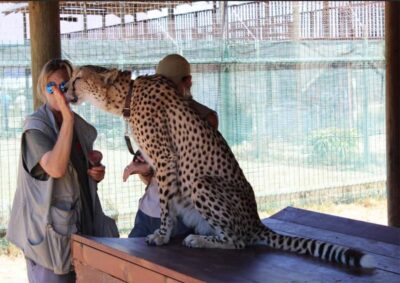 Cheetah Outreach and Winelands Day Tour