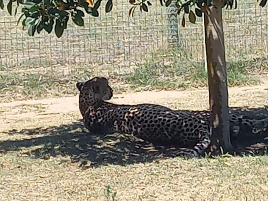 Cape Town: Cheetah Outreach and Winelands Day Tour - The value of a private eight-hour itinerary