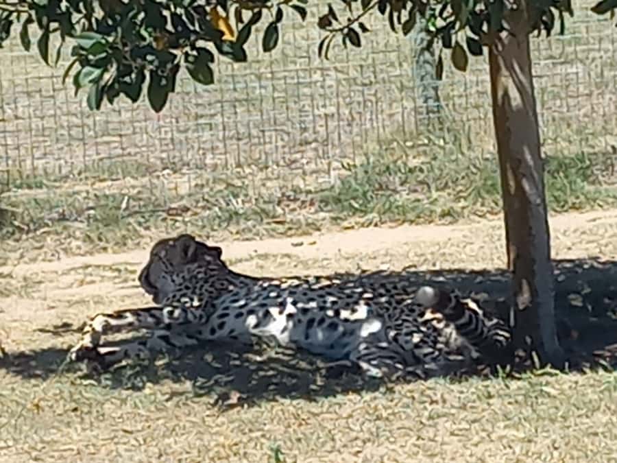 Cape Town: Cheetah Outreach and Winelands Day Tour - What to bring and how to plan spending