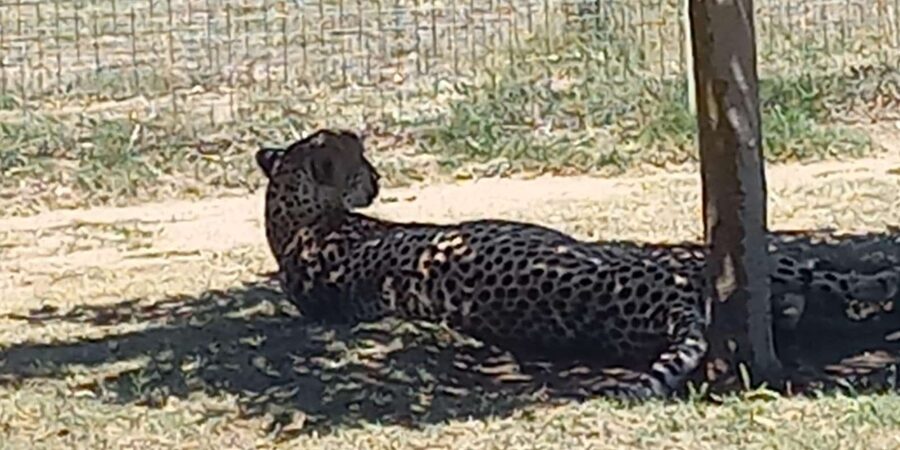 Cape Town: Cheetah Outreach and Winelands Day Tour - Who should book this experience?