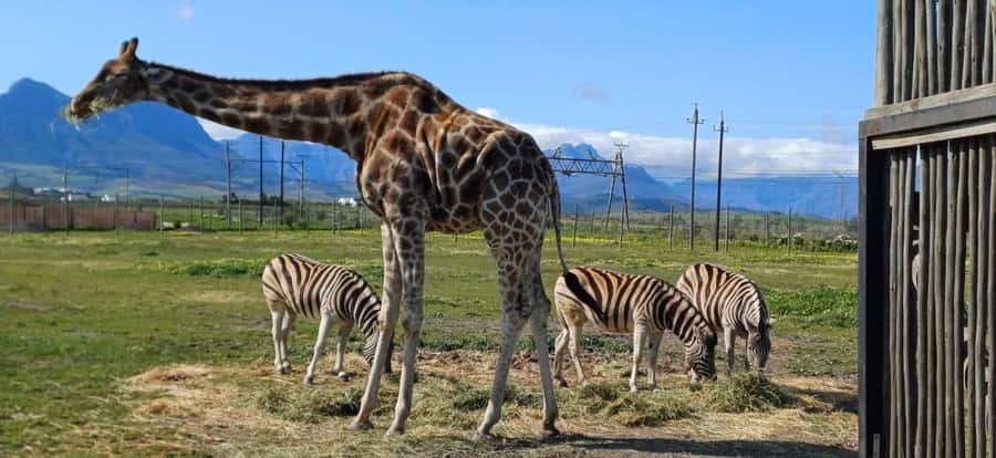 Cape Town: Cheetah Outreach, Giraffe Encounter & Wine Tour - Key points to know before booking
