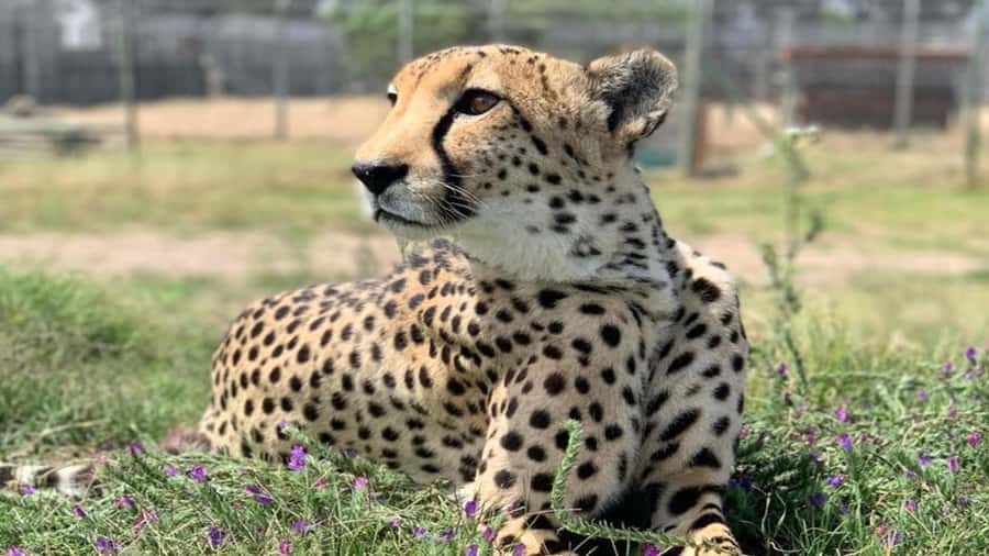 Cape Town: Cheetah Outreach, Giraffe Encounter & Wine Tour - Why this Cape Town combination works