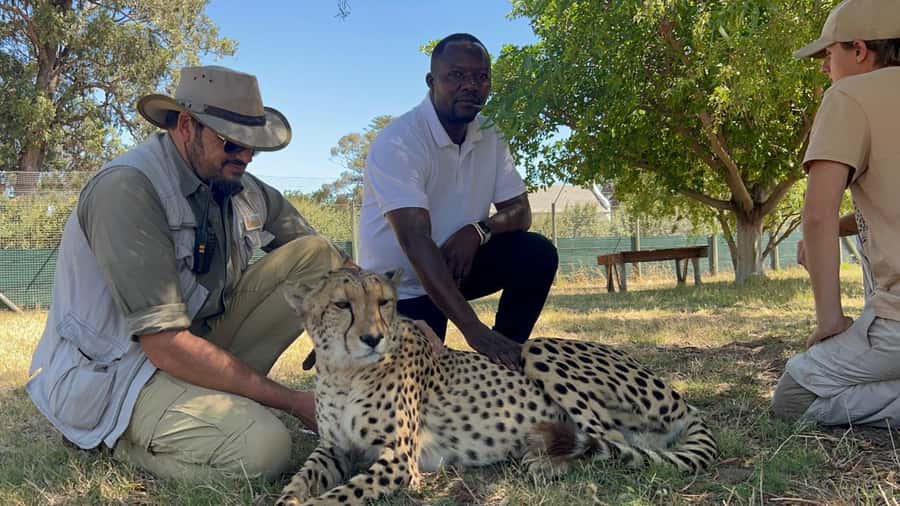 Cape Town: Cheetah Outreach, Giraffe Encounter & Wine Tour - The giraffe visit needs careful planning