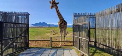 Cheetah Outreach, Giraffe Encounter & Wine Tour