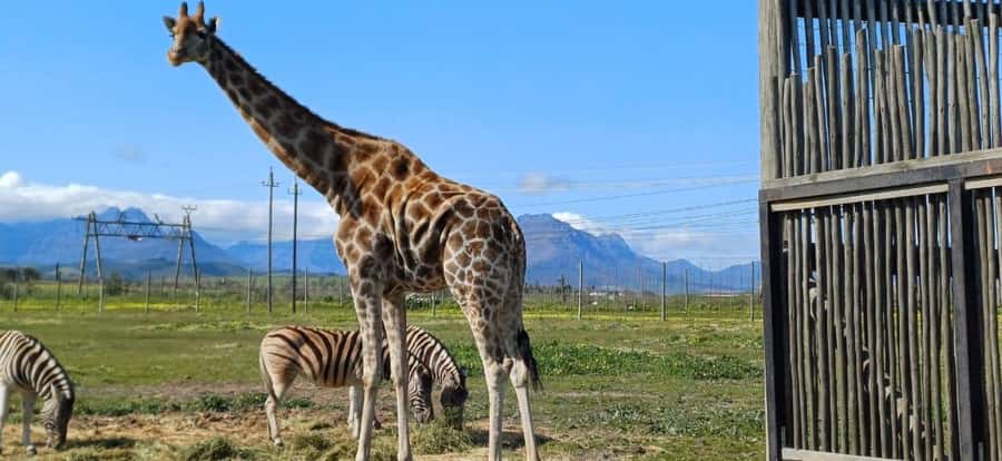 Cape Town: Cheetah Outreach, Giraffe Encounter & Wine Tour - Timing, comfort, and practical preparation