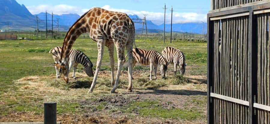 Cape Town: Cheetah Outreach, Giraffe Encounter & Wine Tour - Who will enjoy this day most?