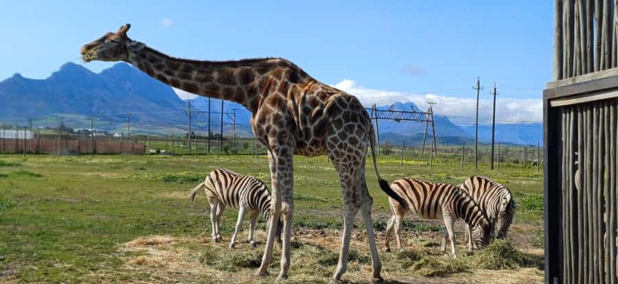 Cape Town: Cheetah Outreach, Giraffe Encounter & Wine Tour - Should you book this Cape Town wildlife and wine tour?