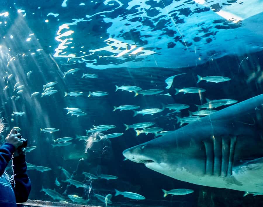Cape Town City Pass: Save Over 50% on 80+ Top Attractions - Key points to know before you buy