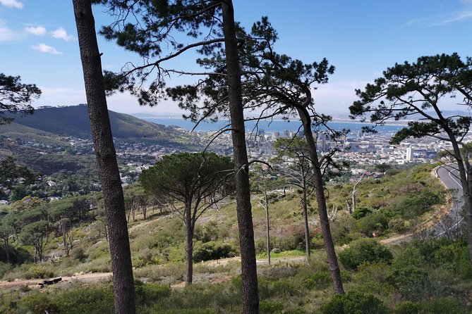 Cape Town City Tour including Lion's head with Wi-Fi on board. - Is $71.20 a fair price?