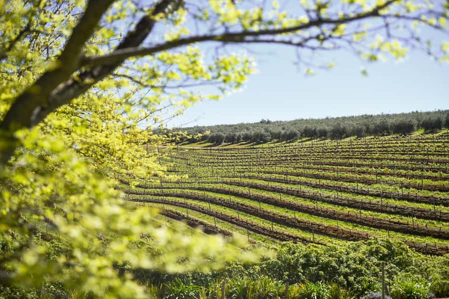 Cape Town: Constantia Half-Day Wine Tour & Tastings - Key Points Before You Book