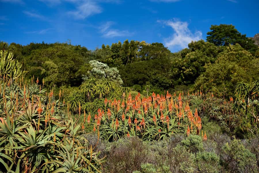 Cape Town: Constantia Half-Day Wine Tour & Tastings - The Drive and Pickup: A Big Part of the Value