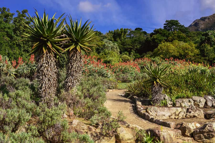 Cape Town: Constantia Half-Day Wine Tour & Tastings - Price, Food, and the Small Extras