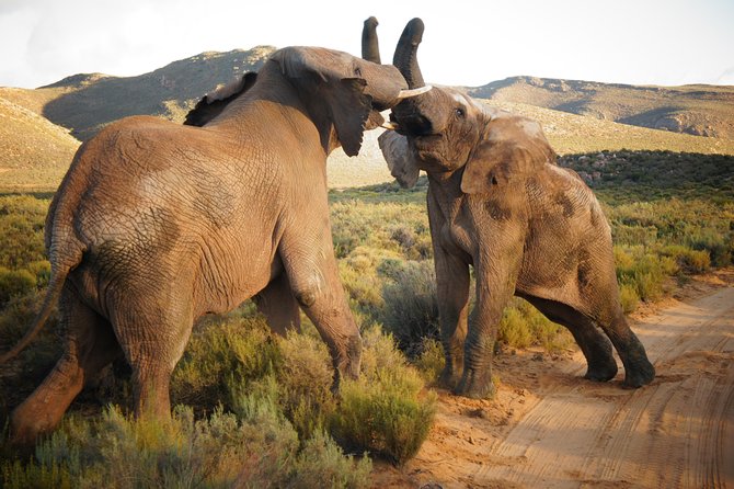 Cape Town Day Safari - Key points to know before booking