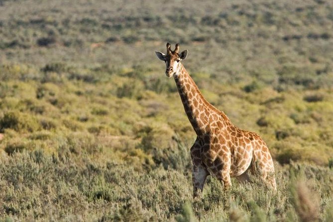 Cape Town Day Safari - Why this safari works from Cape Town