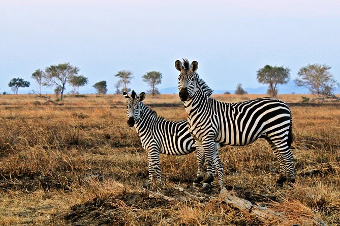 Cape Town Day Safari - What you might see at Aquila
