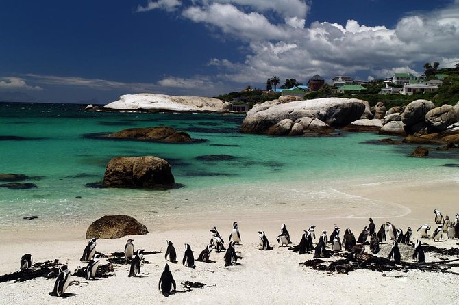 Cape Town Day Tours - Cape of Good Hope: More Than a Famous Sign