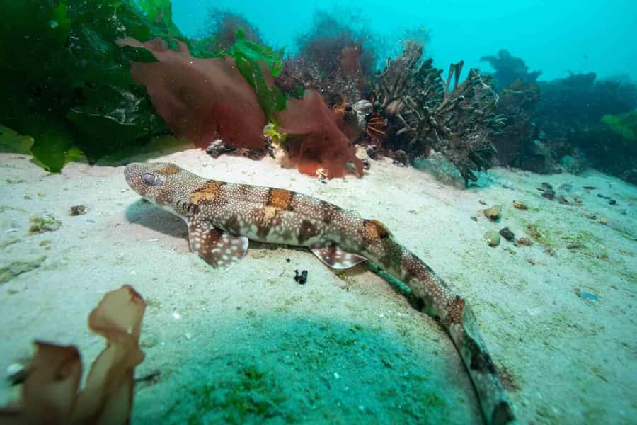 Cape Town: Discover Scuba Diving - 1 day experience - Who should book this Cape Town scuba session?
