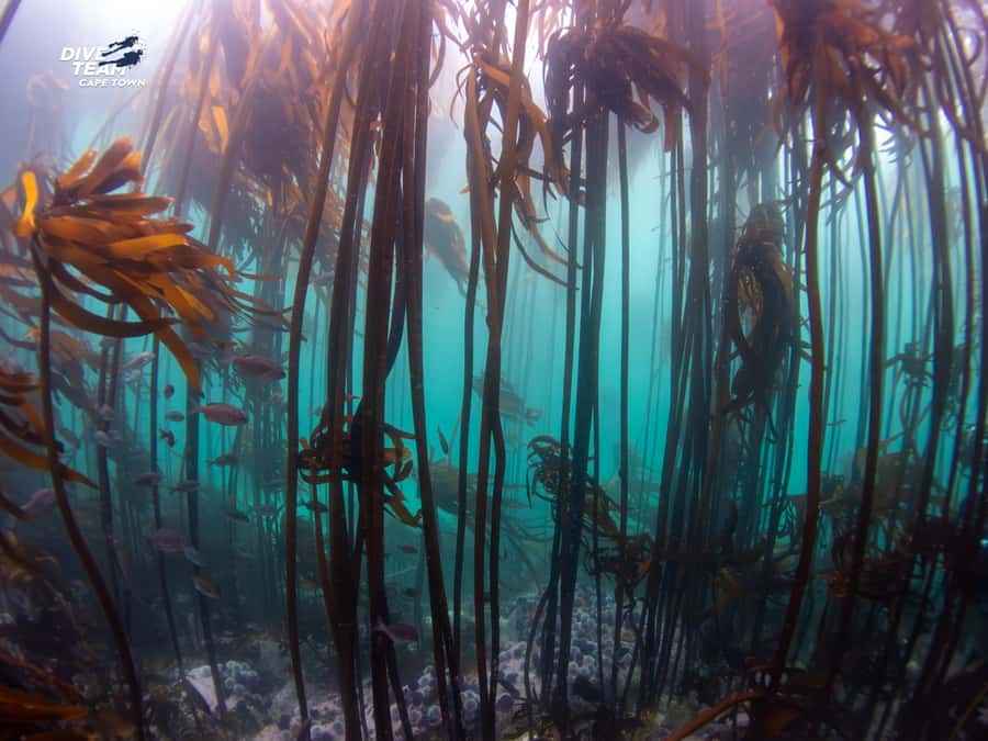 Cape Town: Discover Scuba Diving - 1 day experience - Forty-five minutes underwater is enough to make it count