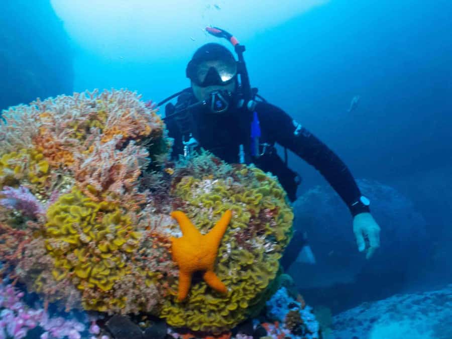 Cape Town: Discover Scuba Diving - 1 day experience - What the underwater scenery may include
