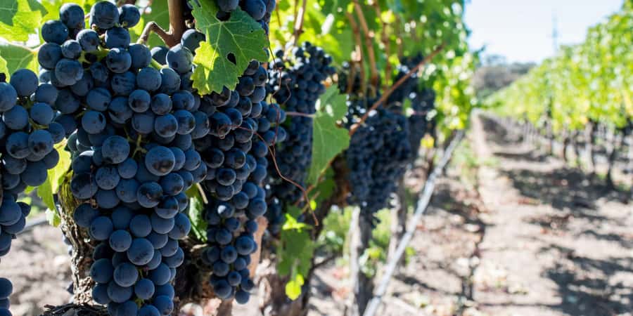 Cape Town: Franschhoek and Wine Tram Tour - Why this Cape Winelands day works well