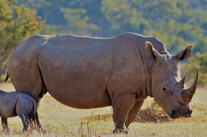 Cape Town Full Day Aquila reserve safari - Key points at a glance